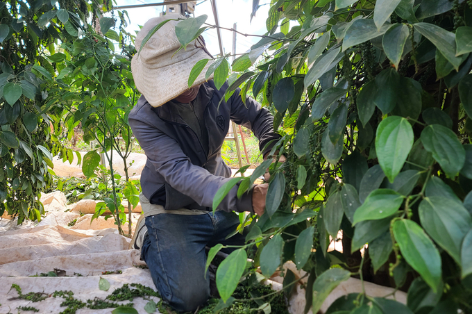Pepper is still the main crop in Dak Lak, so the agricultural sector encourages people to take care of gardens to improve productivity. Photo: Quang Yen.