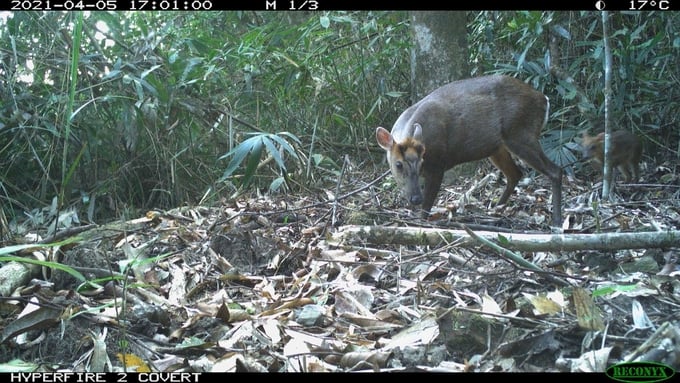 Bach Ma National Park has recorded the appearance of Truong Son muntjac species in many locations through a camera trap system. Photo: VBM.