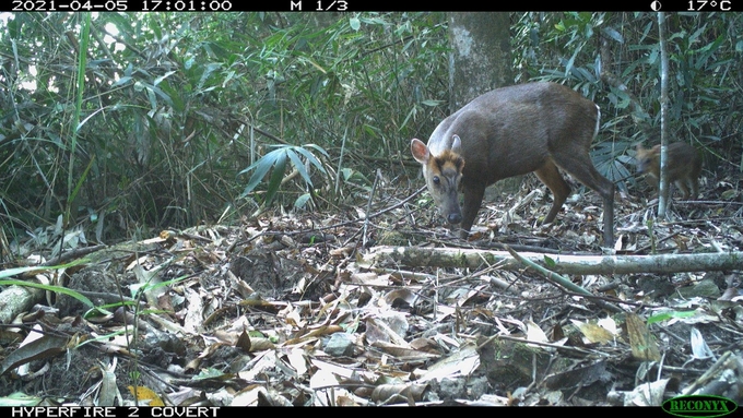 Vườn quốc gia Bạch Mã đã ghi nhận sự xuất hiện loài mang Trường Sơn ở nhiều vị trí thông qua hệ thống bẫy ảnh. Ảnh: VBM.