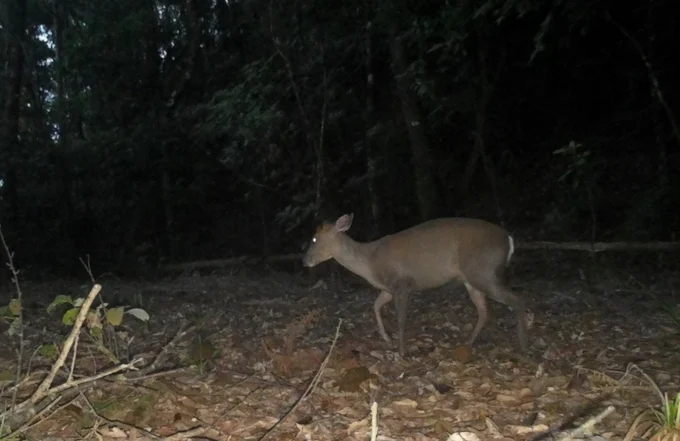Truong Son muntjac individuals in Bach Ma National Park were discovered through camera traps. Photo: VBM.