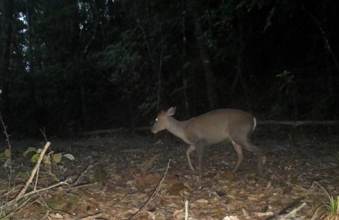 Loài mang Trường Sơn ở Vườn quốc gia Bạch Mã được phát hiện qua bẫy ảnh. Ảnh: VBM.