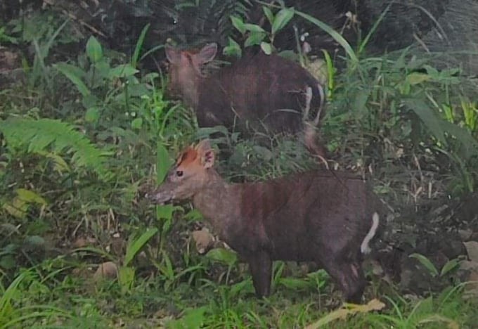 Hai cá thể mang Trường Sơn ở Vườn quốc gia Bạch Mã do du khách nước ngoài chụp. Ảnh: VBM.