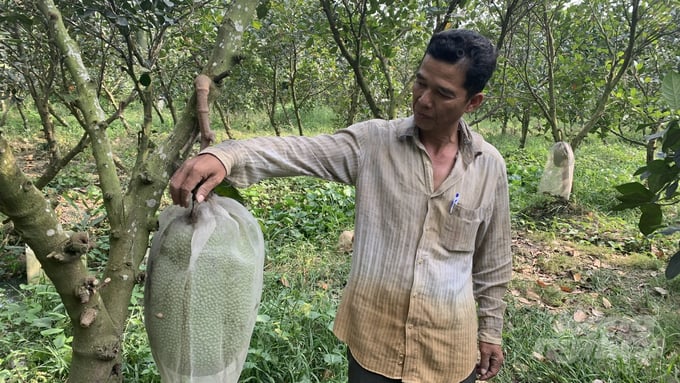 Farmers in the Mekong Delta provinces are excited because the price of Thai jackfruit is high, but the price of jackfruit can fluctuate day by day because it depends on the Chinese market. Photo: Ho Thao.