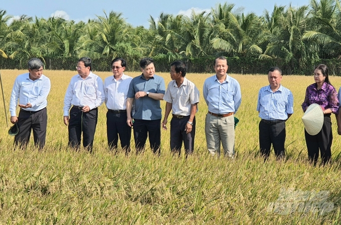 The average rice yield in 2023 of Phat Tai Cooperative members reached 7 tons/ha, which resulted in a profit of over VND 40 million/ha. Photo: HT.