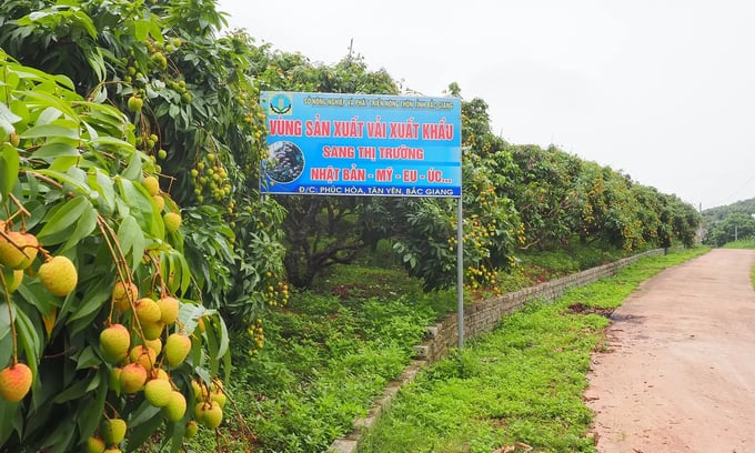 Early-ripening lychee region in Phuc Hoa commune, Tan Yen district, Bac Giang province. Photo: Hoang Minh.