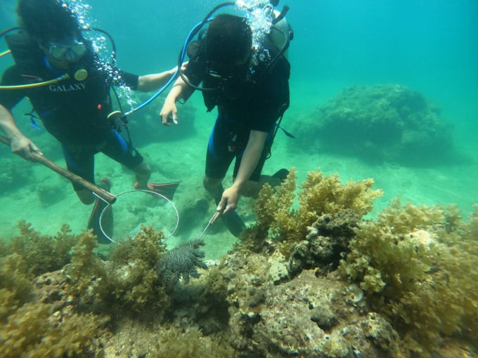 Các thành viên của Tổ cộng đồng tiến hành công tác bảo vệ hệ sinh thái san hô.