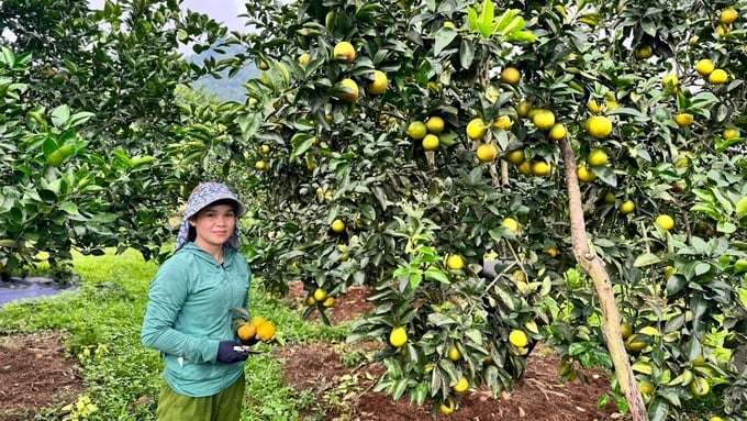 The organic orange farm operated by the Gia Phuc Agricultural Cooperative. Photo: Anh Nguyet.