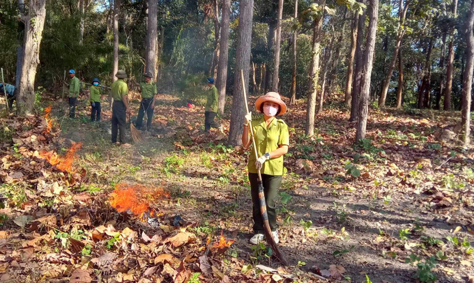 Các đơn vị, doanh nghiệp lâm nghiệp trên địa bàn tỉnh Đắk Lắk chủ động đốt thực bì để phòng chống cháy rừng. Ảnh: Quang Yên.