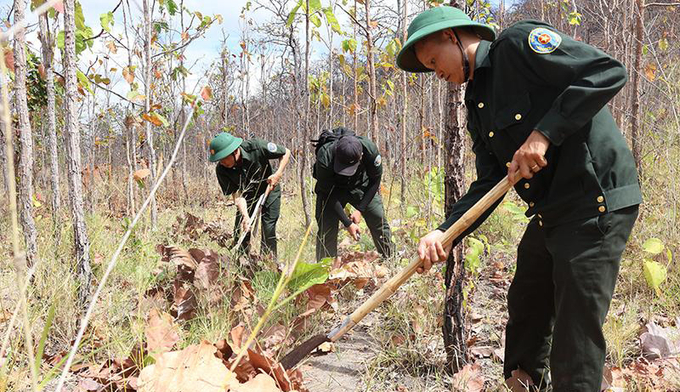 Cán bộ các công ty lâm nghiệp chủ động phát dọn thực bì để phòng chống cháy rừng. Ảnh: Quang Yên.