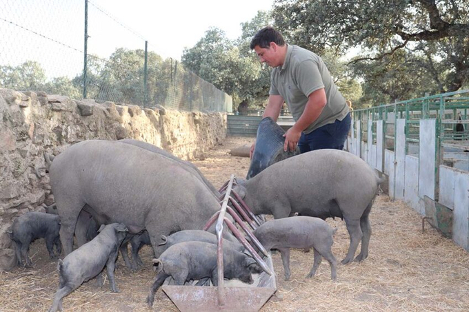 Antonio Cano owns about 70 sows, and he’s finishing all piglets. The piglets are purebred Iberian pigs. - Photos: Rene Stevens