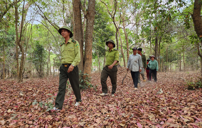 Lực lượng kiểm lâm Vườn quốc gia Yok Đôn phối hợp với các cộng đồng được giao khoán bảo vệ rừng tuần tra để phòng chống cháy rừng trong mùa khô. Ảnh: Quang Yên.