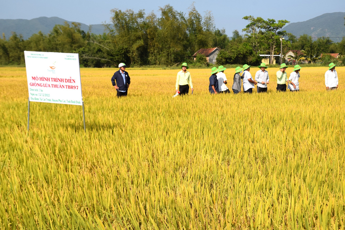 Tham quan mô hình trình diễn giống lúa TBR97 tại xã Cát Tân (huyện Phù Cát, Bình Định). Ảnh: V.Đ.T.