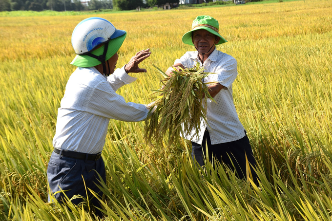 Nông dân Trần Văn Công (phải) gặt thống kê thửa rộng sản xuất TBR97 của mình. Ảnh: V.Đ.T.