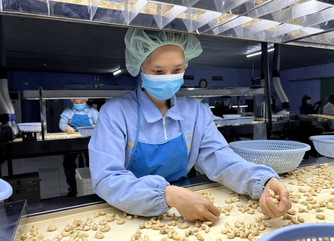 The processing of cashew kernel for export at Long Son Group. Photo: Son Trang.