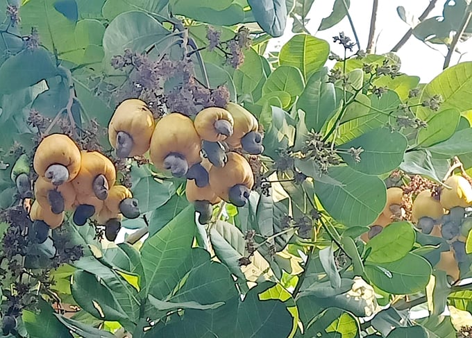 The total yield of raw cashew has surpassed 5 million tons globally. Photo: Son Trang.