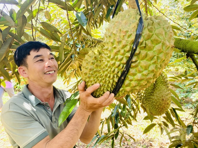 Nhiều nông dân tại vùng ĐBSCL, Đồng Nai, Đắk Lắk trở thành tỷ phú nhờ trồng sầu riêng đạt chất lượng. Ảnh: Nguyễn Thủy.