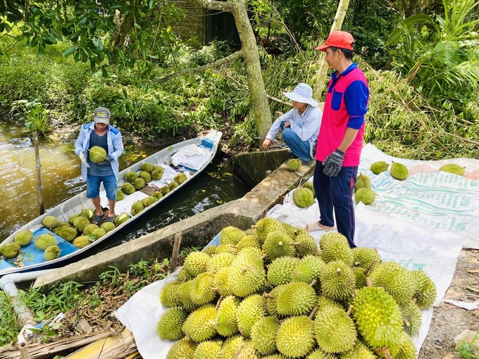 Traders buy durian. Photo: Nguyen Thuy.