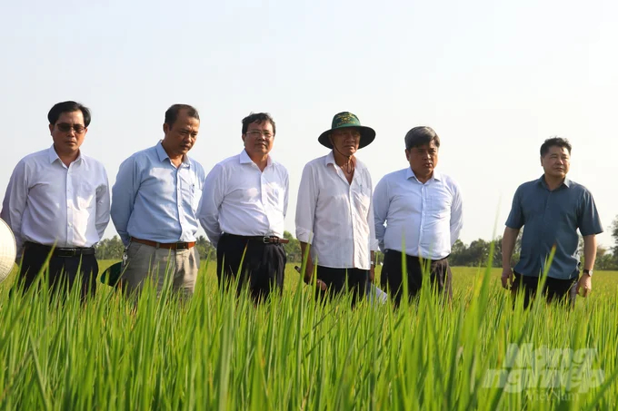 Deputy Minister of Agriculture and Rural Development, Tran Thanh Nam (second from right), surveyed and commended the selected models for implementing the 1 million hectares high-quality and low-emission rice project. Photo: HT.