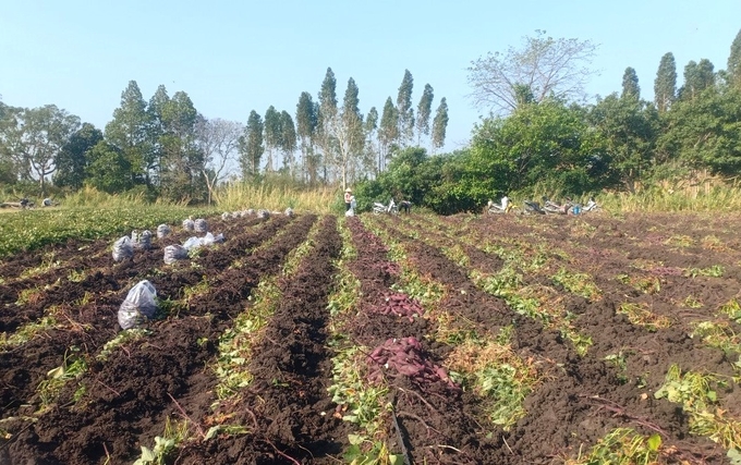 Người dân trên địa bàn tỉnh Gia Lai bắt đầu bước vào vụ thu hoạch khoai lang. Ảnh: Tuấn Anh.