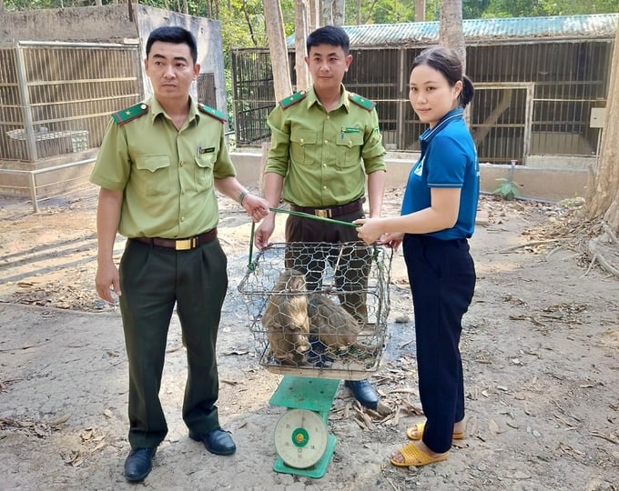 The pig-tailed macaques were handed over to the Center for Biodiversity Conservation and Ecotourism. Photo: TA.