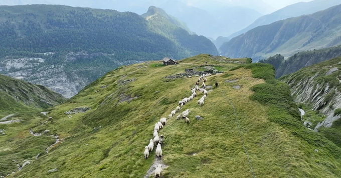 Đàn cừu được chăn thả trên núi cao trong những tháng mùa hè tại Thụy Sĩ. Ảnh: NYTimes.