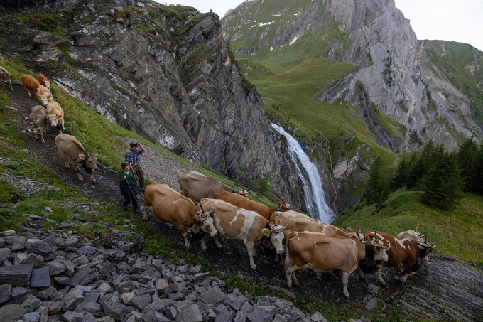 Gia súc được đưa xuống từ vùng đất chăn thả trên núi thuộc cao nguyên Engstligenalp, phía tây dãy Alps. Ảnh: NYTimes.