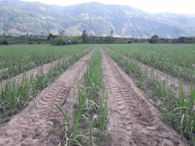 In the last 3 crops, the Dong Gia Lai sugarcane raw material area of An Khe Sugar Factory has gradually increased. Photo: V.D.T.
