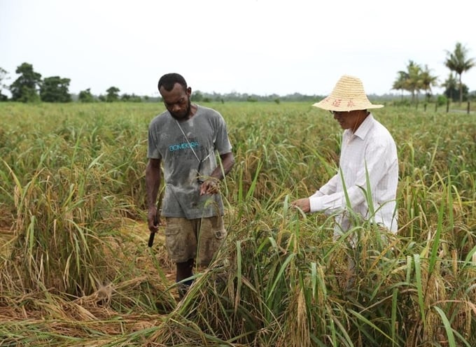 Chuyên gia Chen Huazao (phải) kiểm tra những cây lúa bị ảnh hưởng do mưa lớn tại một cánh đồng của dự án trồng lúa do Trung Quốc viện trợ ở Nausori, Fiji, hôm 13/3. Ảnh: Xinhua.