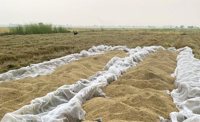Recently harvested rice from a winter-spring crop in Vinh Hung district, Long An province. Photo: Son Trang.