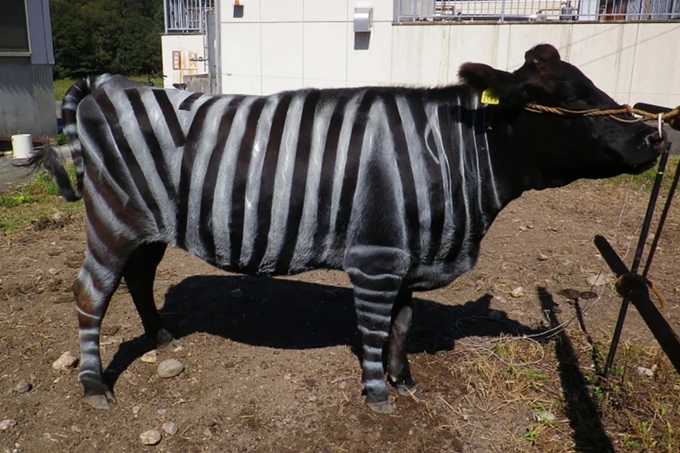 Một con bò được sơn giống ngựa vằn tại tỉnh Yamagata, Nhật Bản. Ảnh: SCMP.