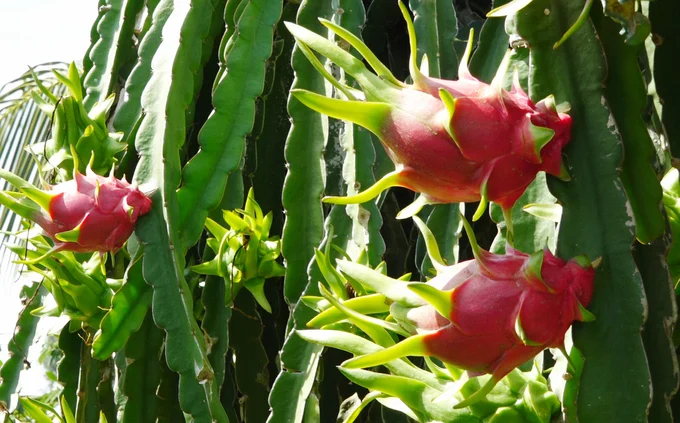 Vietnamese dragon fruit has many competitors in the export market. Photo: Nguyen Thuy.