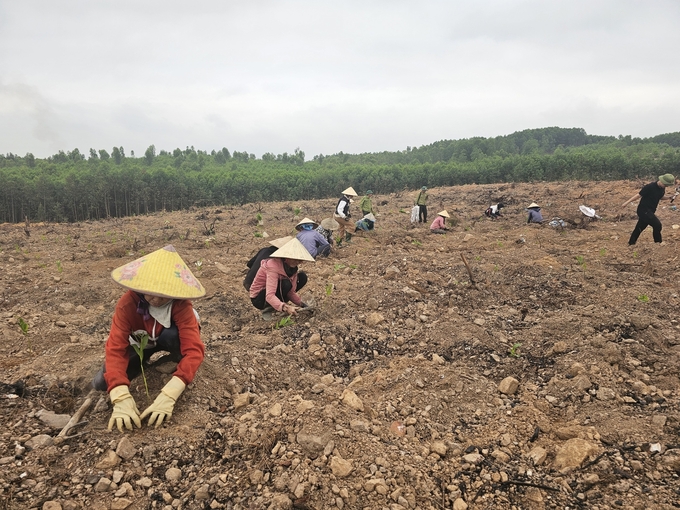 Trồng rừng vụ xuân tại địa bàn huyện Quảng Trạch. Ảnh: T. Đức.