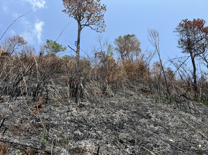 Tăng cường công tác phòng, chống cháy rừng trên địa bàn tỉnh Kon Tum. Ảnh: Tuấn Anh.