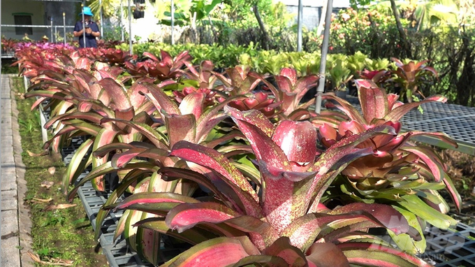 Dễ trồng và chăm sóc, màu sắc bắt mắt là một trong những ưu điểm nổi bật của cây dứa màu Nam Mỹ. Ảnh: Kim Anh.