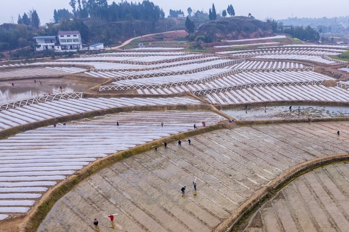 Trung Quốc luôn duy trì 120 triệu ha đất canh tác để đảm bảo an ninh lương thực. Ảnh minh họa: Xinhua.