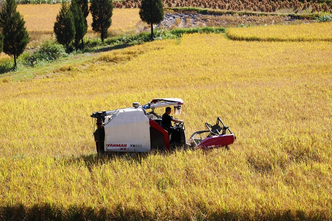 Một nông dân thu hoạch lúa ở Trùng Khánh hồi tháng 10/2023. Ảnh: Xinhua.