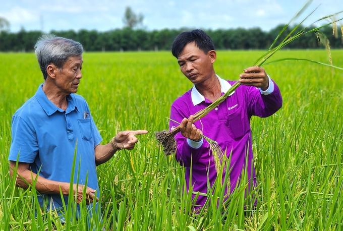 Dự án PDO sẽ cung cấp một gói đầu tư toàn diện và thông minh phát triển chuỗi giá trị lúa gạo chất lượng cao. Ảnh: Kim Anh.