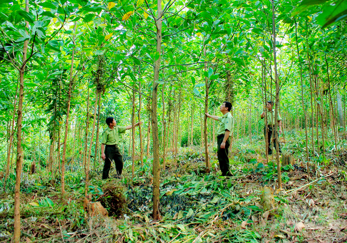 Theo Thứ trưởng Nguyễn Quốc Trị, muốn nâng cao giá trị rừng phải nâng cao năng suất, chất lượng gỗ, trong đó ưu tiên giải pháp sử dụng các giống nuôi cấy mô cho năng suất, chất lượng cao. Ảnh: Trung Quân.