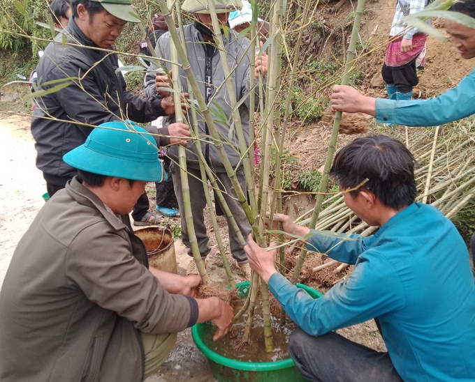 Người dân thôn Ngải Thầu Thượng phấn khởi khi trồng trúc xào. Ảnh: H.D.