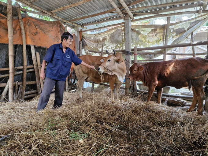 Ngành chức năng tỉnh Quảng Nam khuyến cáo người dân cần chủ động thực hiện các biện pháp phòng trừ dịch bệnh lở mồm long móng. Ảnh: L.K.