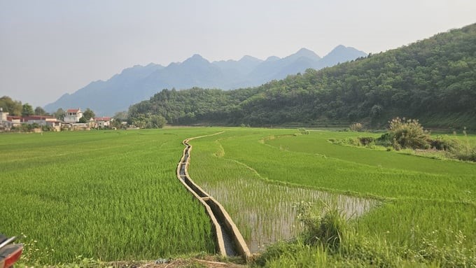 A canal system brings water, helping farmers in Muong So commune (Phong Tho district, Lai Chau) produce stably. Photo: Hai Dang.