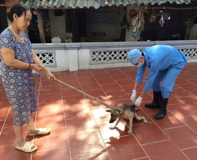 Rabies prevention and control in dogs still faces many difficulties due to the limited statistical work and management of house dog herds according to regulations. Photo: QT.