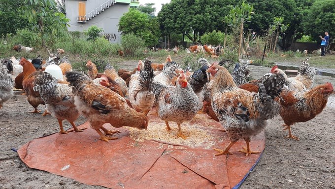 Dam Ha village chicken has colorful feathers and is the locality’s staple OCOP product. Photo: Nguyen Thanh.