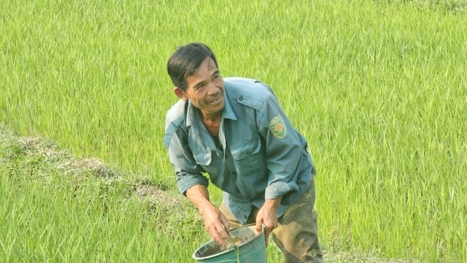 The old farmer is excited because the newly transplanted rice is green and lush, thanks to the irrigation water being maintained evenly. Photo: Hai Dang.