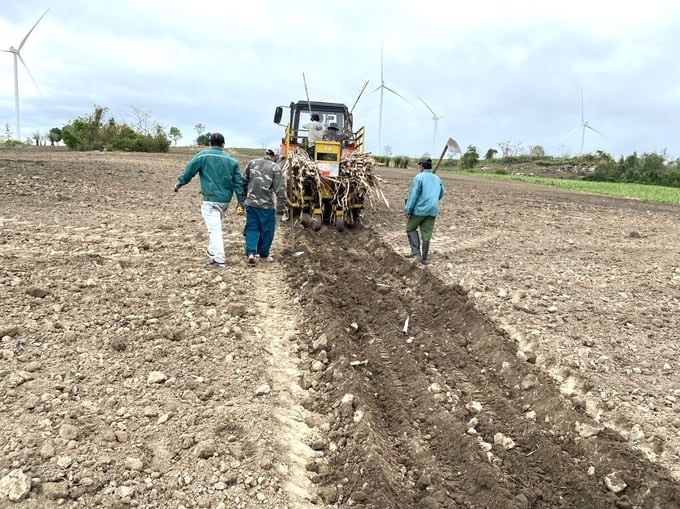 Currently, sugarcane growers in Gia Lai only need to have land, and all stages from planting to harvesting are carried out by An Khe Sugar Factory. Photo: V.D.T.