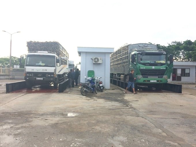 In the 2023–2024 crop year, An Khe Sugar Factory purchases raw sugarcane (10 CCS) at the field at a price of VND 1.1 million/ton. Sugarcane growers earn big profits. Photo: V.D.T.