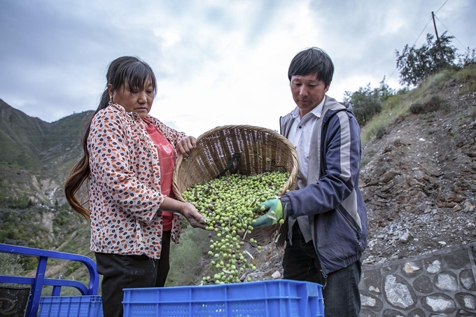 Nông dân đổ ô liu đã thu hoạch vào thùng để bảo quản tại cơ sở trồng ô liu ở Long Nam, tỉnh Cam Túc hồi tháng 10/2023. Ảnh: Xinhua.