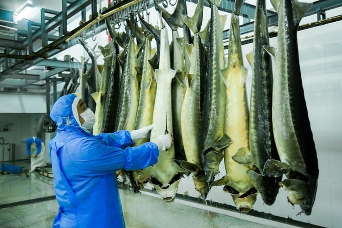 Công nhân tại cơ sở chăn nuôi cá tầm ở Cù Châu, tỉnh Chiết Giang, năm 2022. Ảnh: Xinhua.