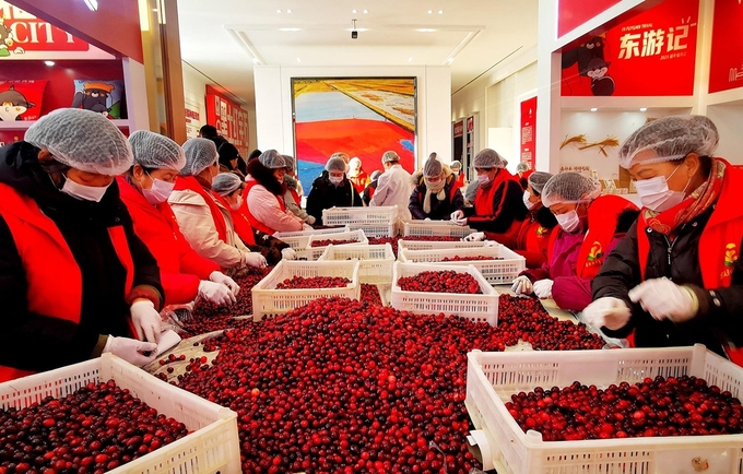 Nhân viên và tình nguyện viên phân loại quả nam việt quất tại cơ sở trồng trọt ở thành phố Phủ Viễn, tỉnh Hắc Long Giang, hồi tháng 1. Ảnh: Xinhua.