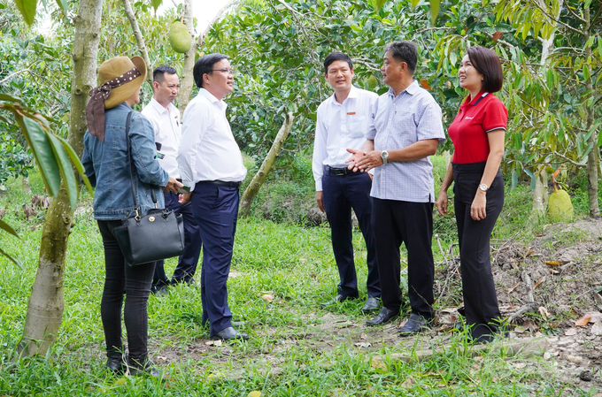 Mr. Nguyen Huu Tan (second from right) introduced Agribank credit officers to his family's Thai jackfruit garden. Photo: Le Hoang Vu.